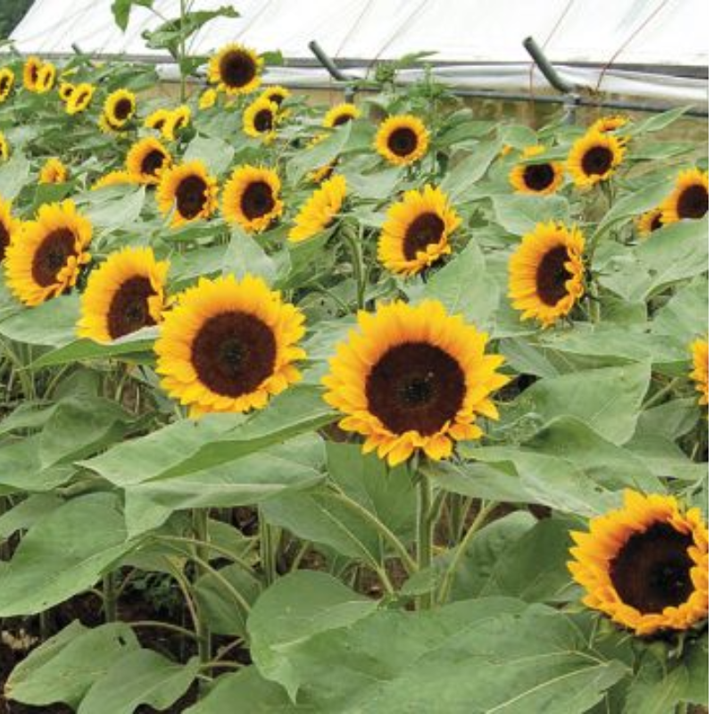 Hopi Black Dye Sunflowers Main Image